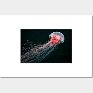 Lion's mane jellyfish (C010/4633) Posters and Art